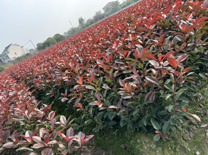 红叶石楠精品毛球40-50公分