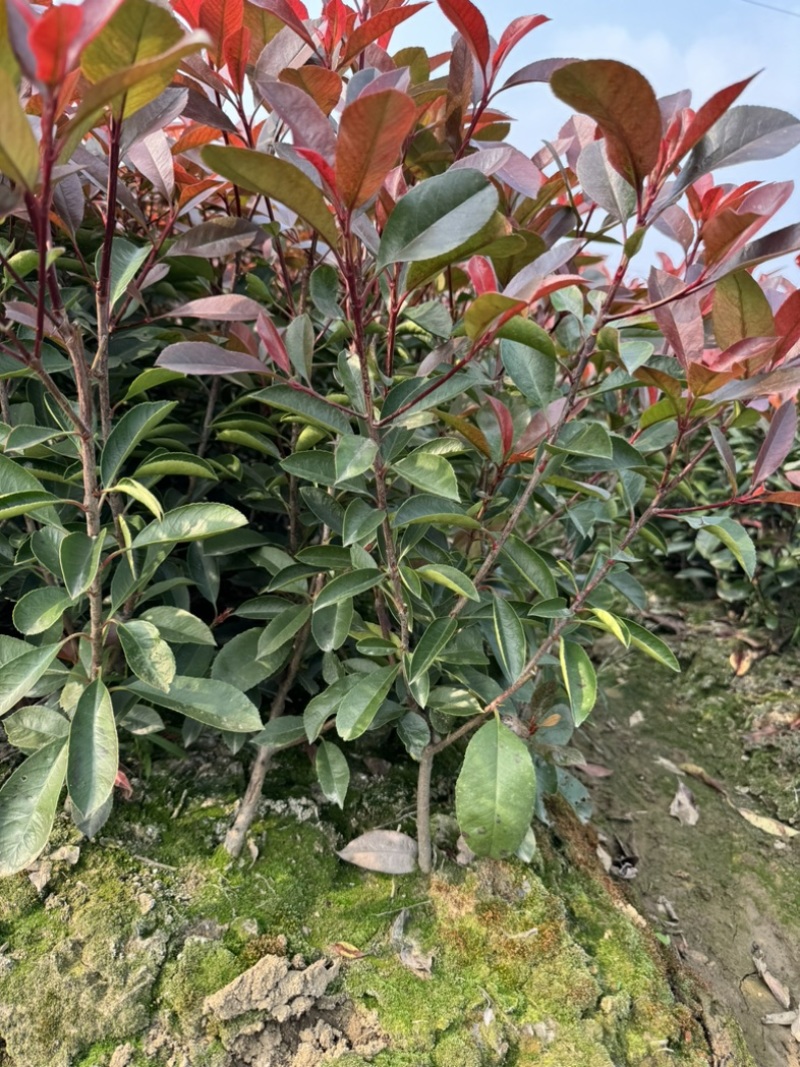 红叶石楠精品毛球40-50公分