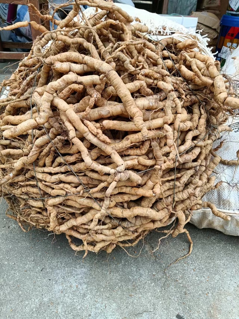 郁南一手货源中大巴戟天，货靓
