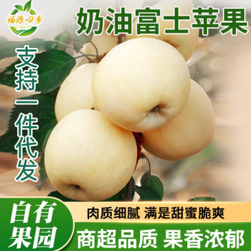 正宗山东烟台黄金奶油富士脆甜多汁新鲜采摘支持一件代发