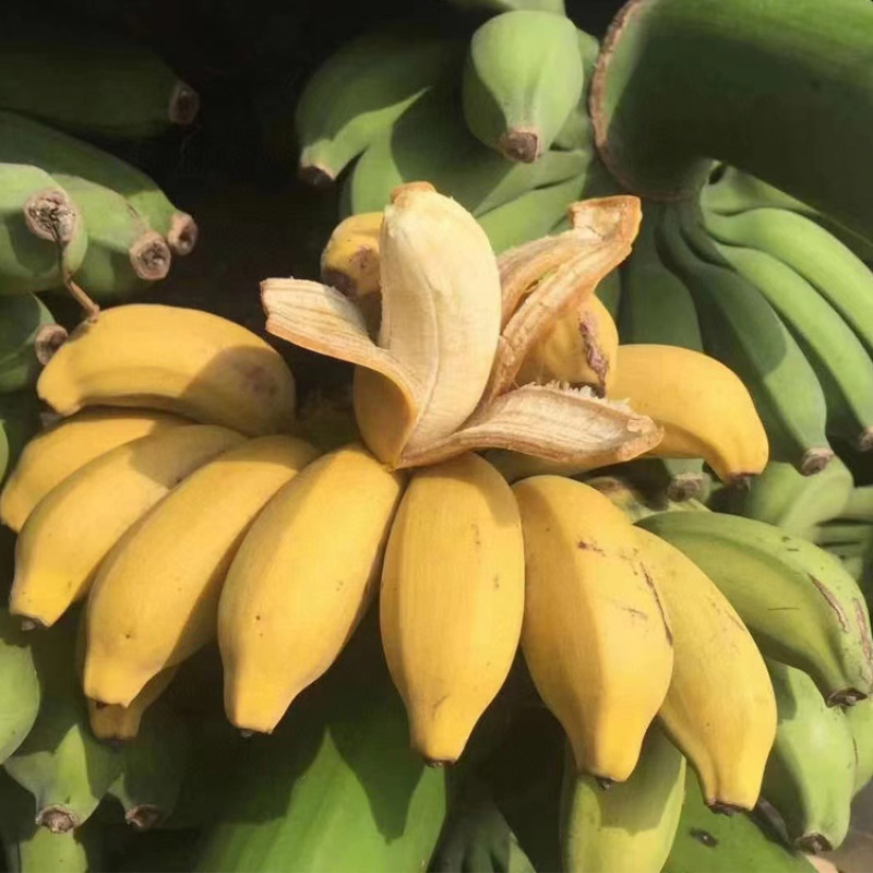 广西小米蕉当季水果现摘发货整箱青蕉发货小香蕉包邮坏果赔付