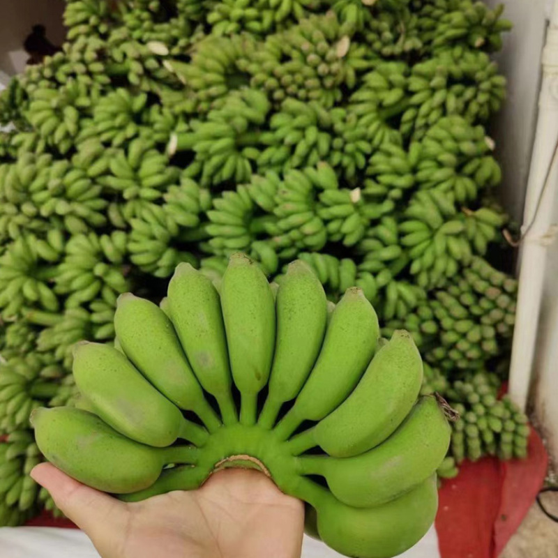 广西小米蕉当季水果现摘发货整箱青蕉发货小香蕉包邮坏果赔付