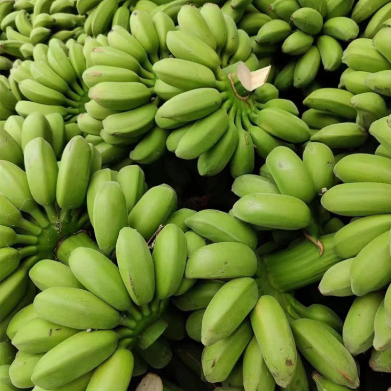 广西小米蕉当季水果现摘发货整箱青蕉发货小香蕉包邮坏果赔付