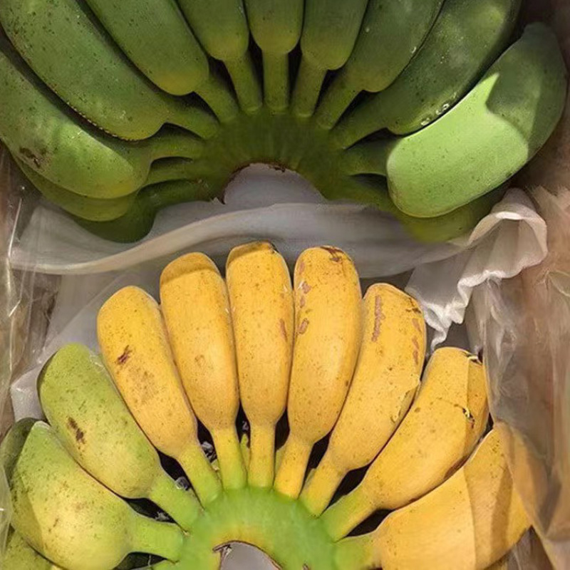 广西小米蕉当季水果现摘发货整箱青蕉发货小香蕉包邮坏果赔付