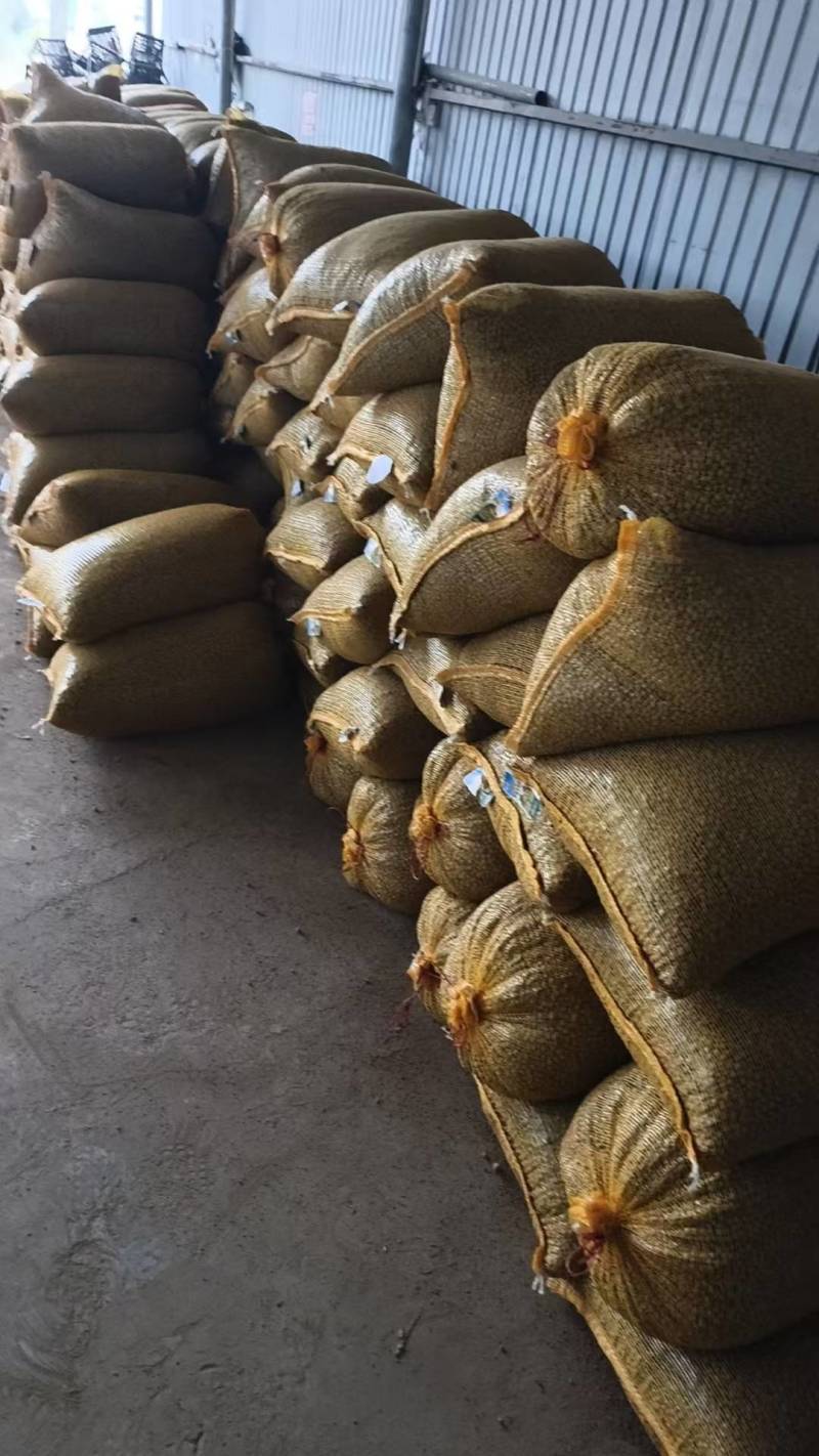 铁棍山药豆，饲养豆，喂羊、喂猪、喂牛、喂鹅等等。
