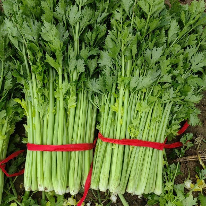 开封通许县芹菜（中小颗）
