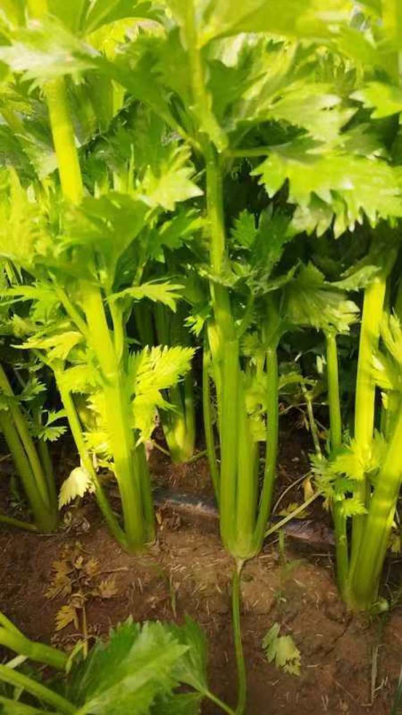 开封通许县芹菜（中小颗）
