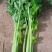 开封通许县芹菜（中小颗）