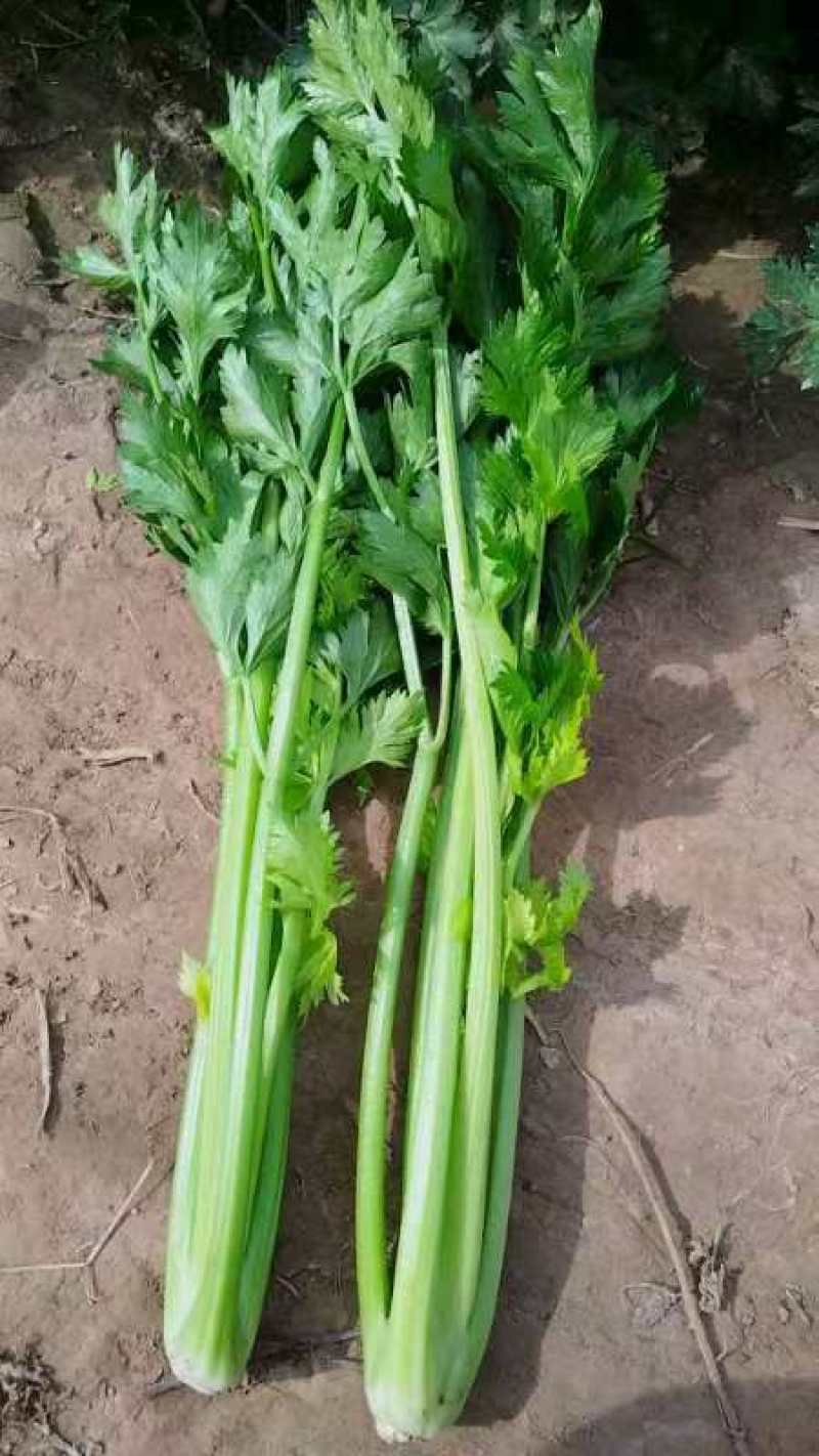 开封通许县芹菜（中小颗）