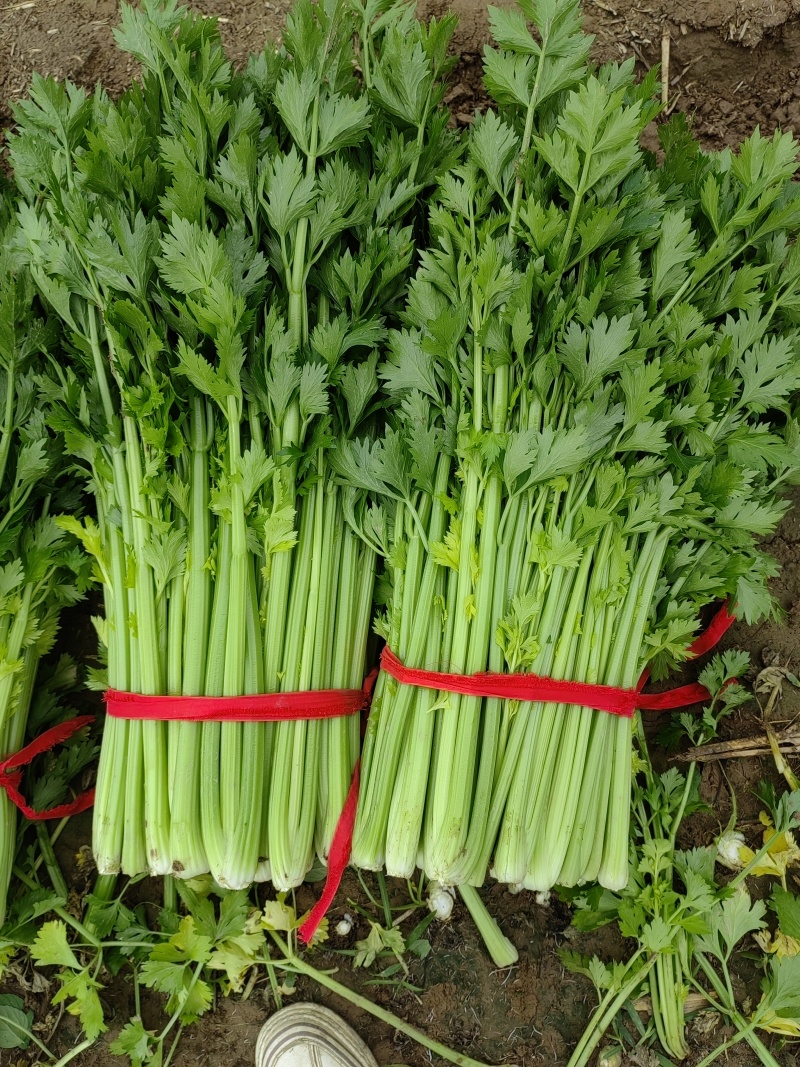 开封通许县芹菜（中小颗）