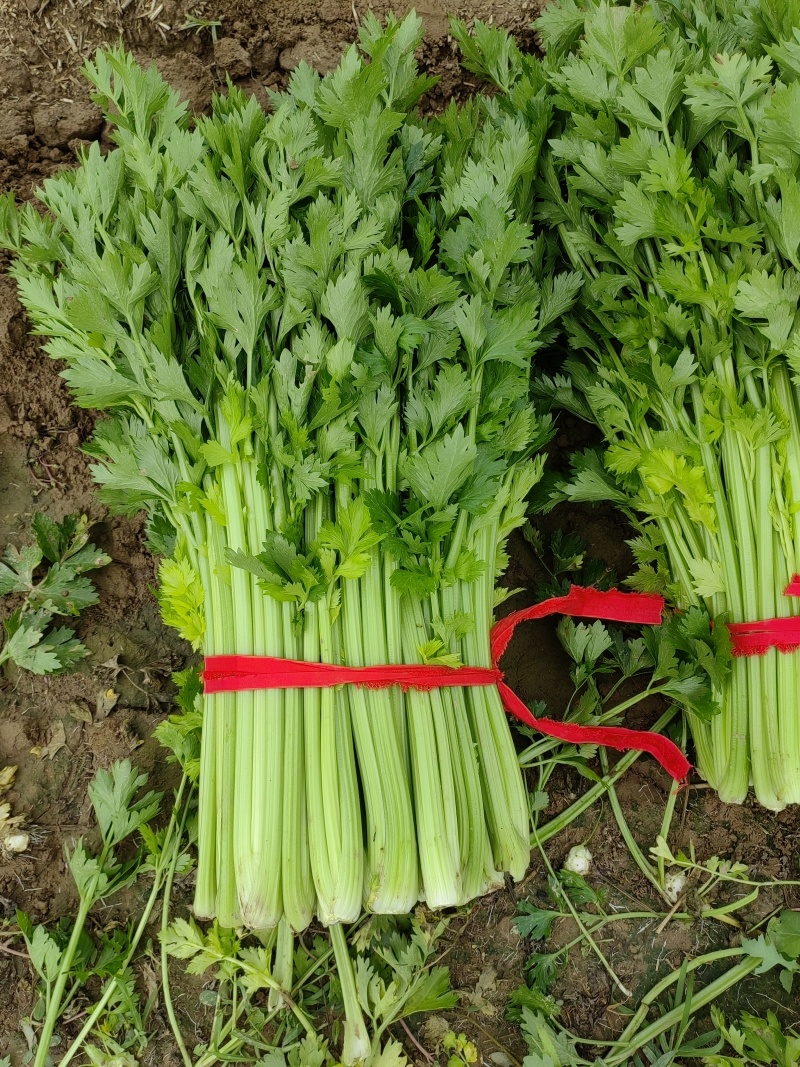 开封通许县芹菜（中小颗）
