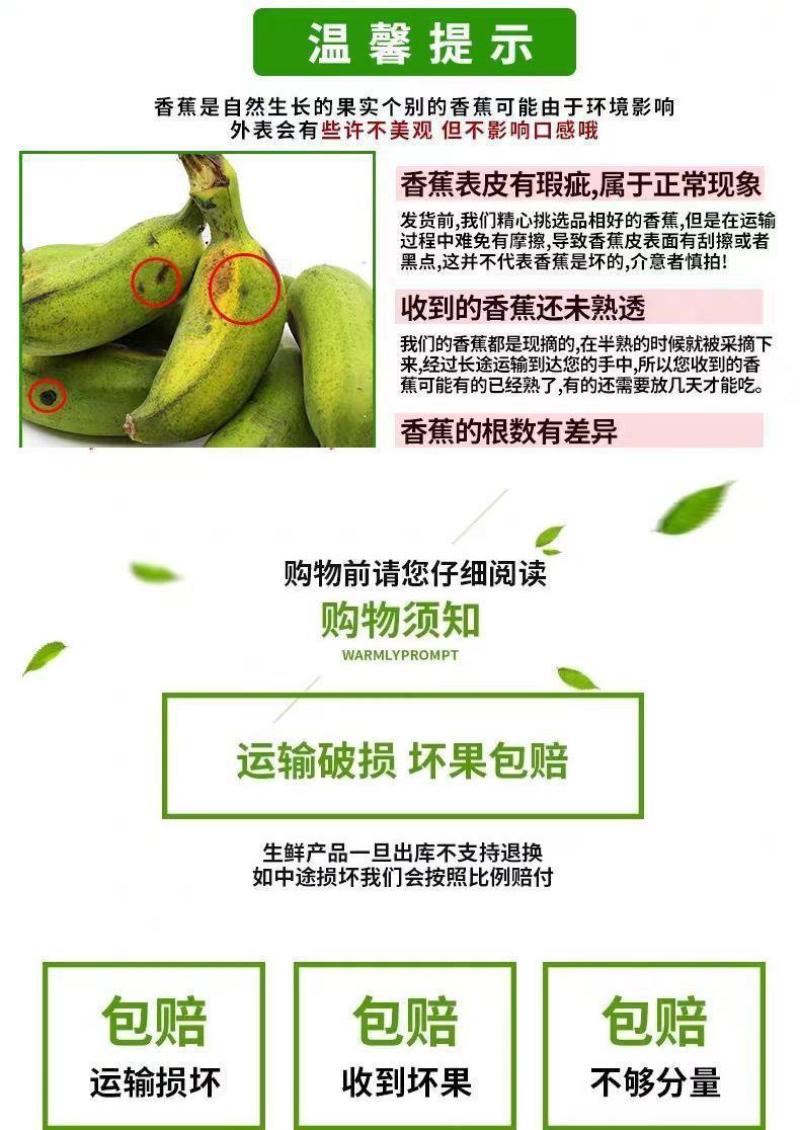 广西小米蕉当季水果现摘发货整箱青蕉发货小香蕉包邮坏果赔付