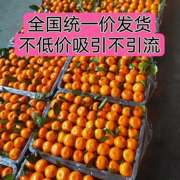 叶桔小叶桔供品果专业/品质保证/欢迎各路客商选购