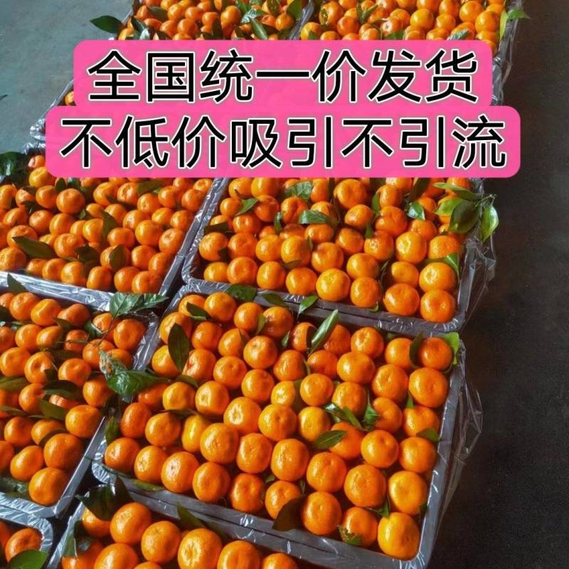 叶桔小叶桔供品果专业/品质保证/欢迎各路客商选购