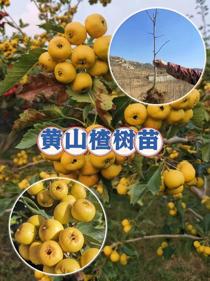 新品种山楂苗黄山楂苗金如意山楂树苗保品种黄山楂树苗