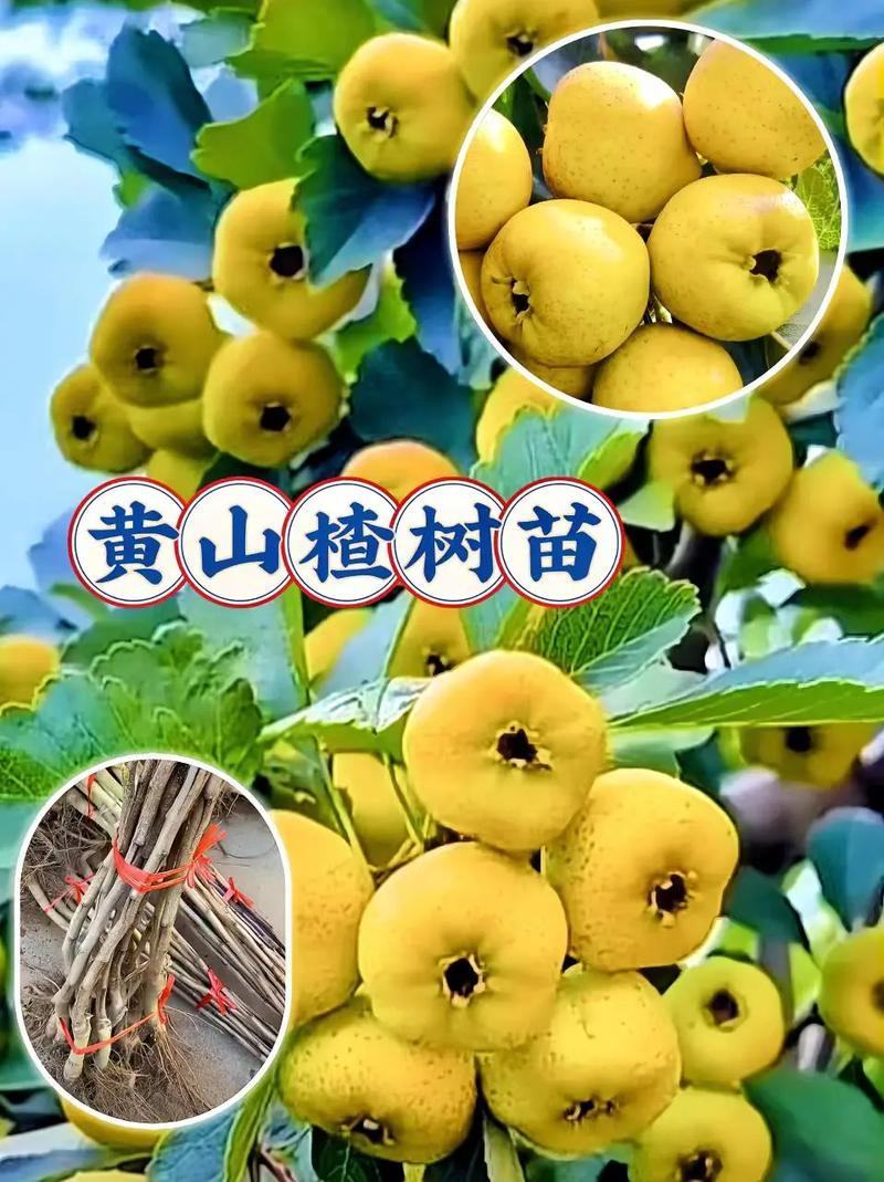 新品种山楂苗黄山楂苗金如意山楂树苗保品种黄山楂树苗