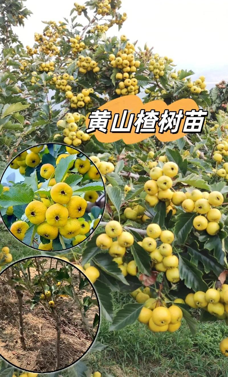 新品种山楂苗黄山楂苗金如意山楂树苗保品种黄山楂树苗