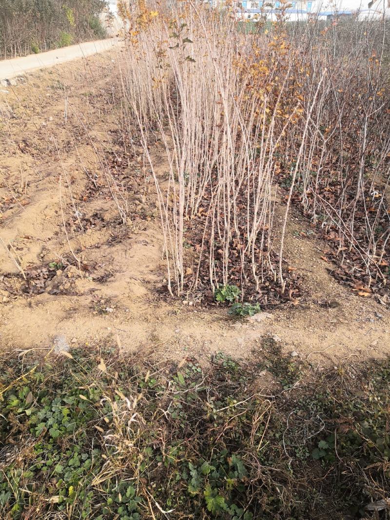 新品种山楂苗黄山楂苗金如意山楂树苗保品种黄山楂树苗