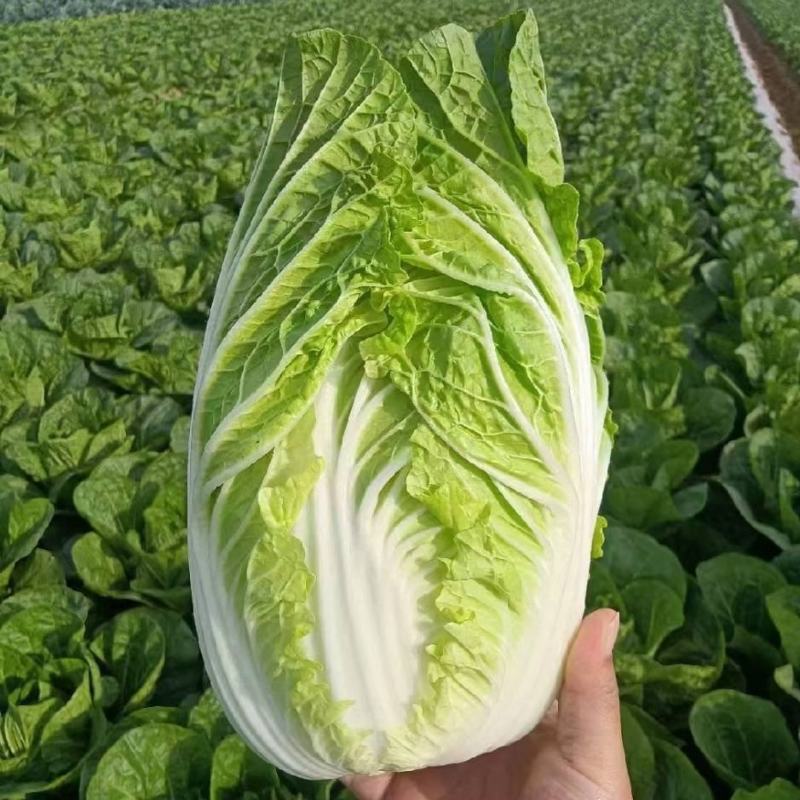 精品大白菜黄心白菜产地直发大量有货可视频看货