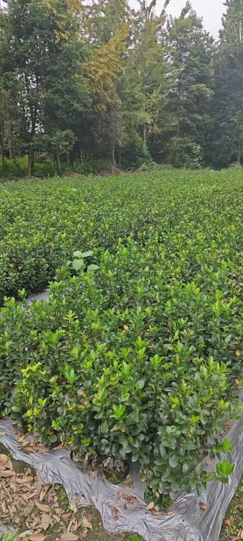 贵州大叶黄杨小苗批发贵州苗木基地供应各类规格大叶黄杨