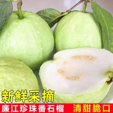 【番石榴】白心番石榴/广东芭乐/廉江番石榴/全国供应批发