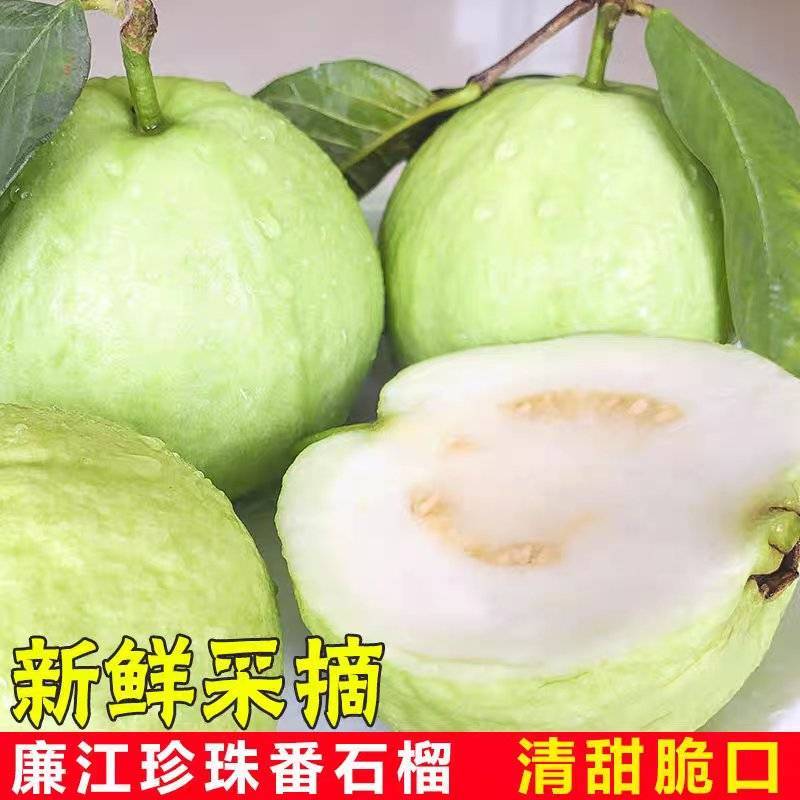 【番石榴】白心番石榴/广东芭乐/廉江番石榴/全国供应批发