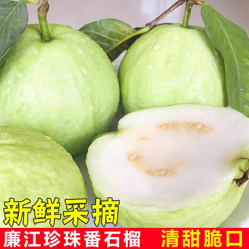 【番石榴】白心番石榴/广东芭乐/廉江番石榴/全国供应批发