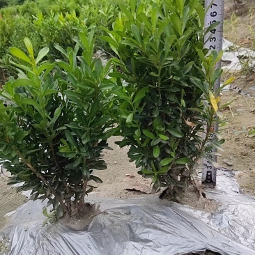 重庆瓜子黄杨批发重庆苗木基地供应各类规格瓜子黄杨基地