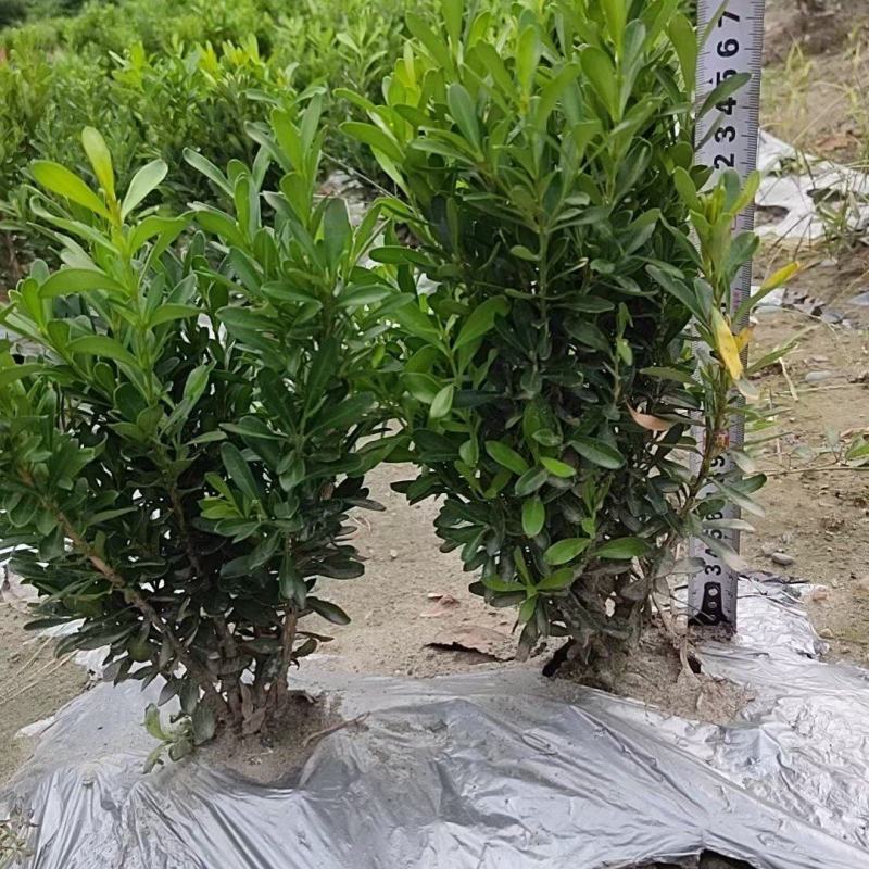 重庆瓜子黄杨批发重庆苗木基地供应各类规格瓜子黄杨基地
