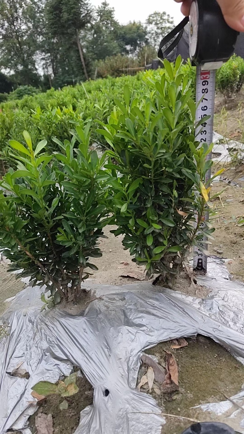 重庆瓜子黄杨批发重庆苗木基地供应各类规格瓜子黄杨基地