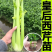 芹菜苗西芹苗法国皇后优质穴盘苗现货现发成活率高