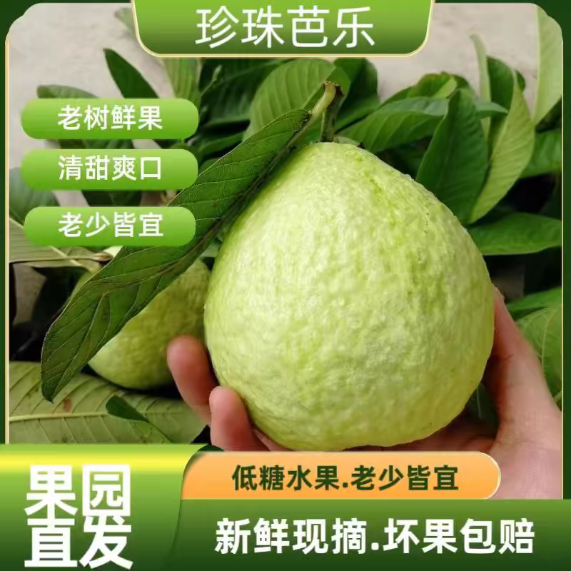 【番石榴珍珠番石榴/奶油芭乐/廉江番石榴/全国供应批发
