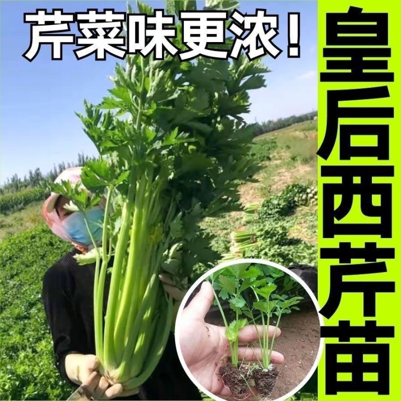 芹菜苗西芹苗法国皇后优质穴盘苗现货现发成活率高