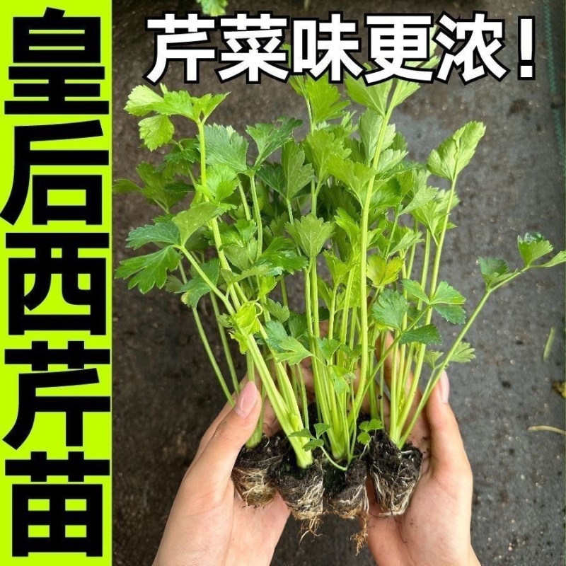芹菜苗西芹苗法国皇后优质穴盘苗现货现发成活率高