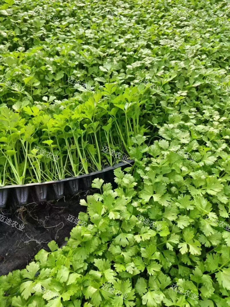 芹菜苗西芹苗法国皇后优质穴盘苗现货现发成活率高