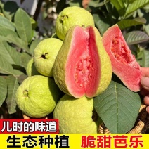 【推荐】红心番石榴/广东广西芭乐/廉江番石榴/红心芭乐