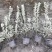 重庆金边黄杨批发重庆苗木基地供应各类规格金边黄杨基地