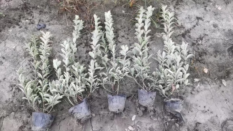 重庆金边黄杨批发重庆苗木基地供应各类规格金边黄杨基地