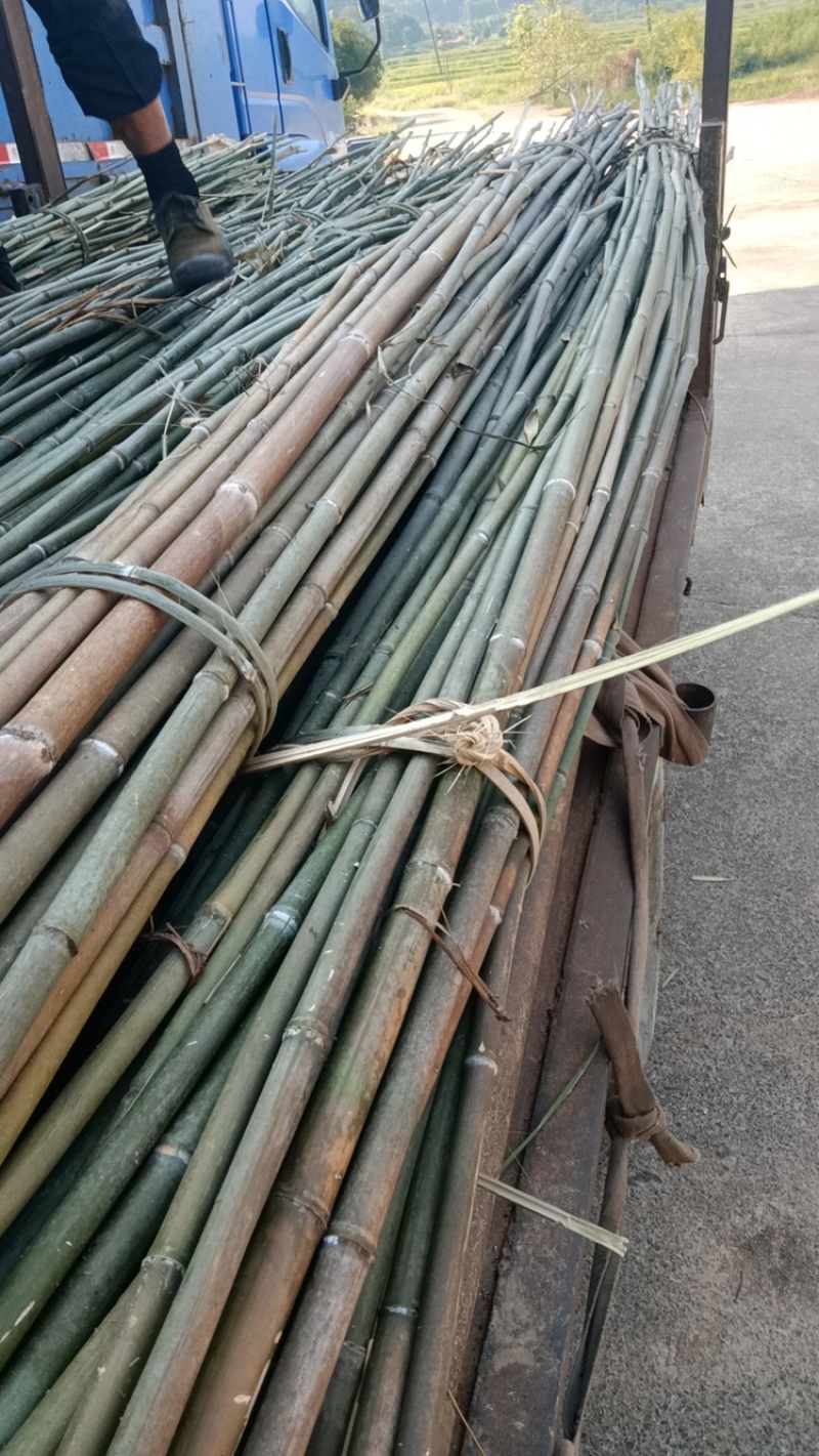 小竹子竹竿金竹苦竹水竹厘竹