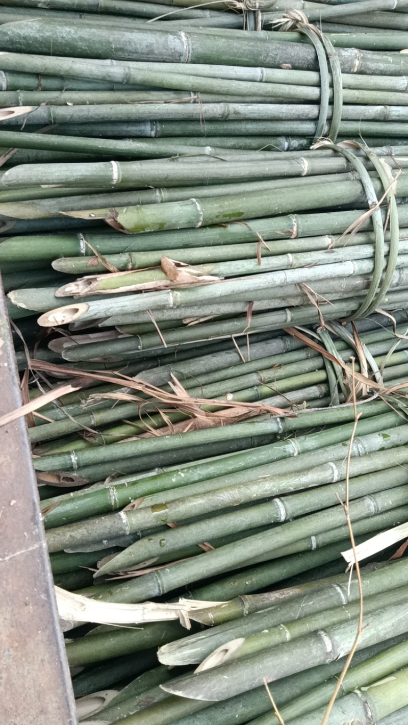 小竹子竹竿金竹苦竹水竹厘竹