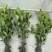 成都大叶栀子花批发成都苗木基地供应各类规格大叶栀子花
