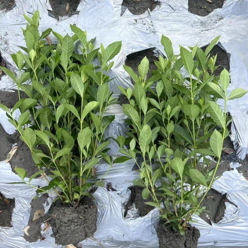 重庆大叶栀子花批发重庆苗木基地供应各类规格大叶栀子花