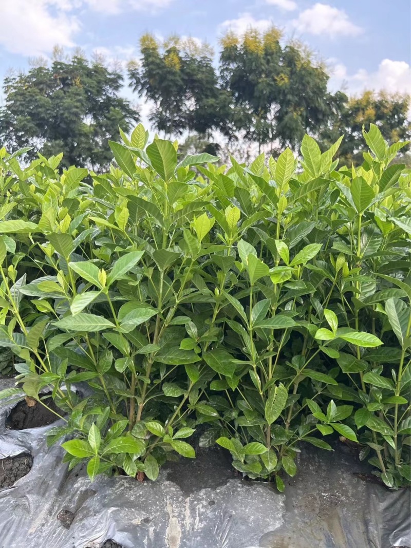 重庆大叶栀子花批发重庆苗木基地供应各类规格大叶栀子花