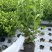 重庆大叶栀子花批发重庆苗木基地供应各类规格大叶栀子花