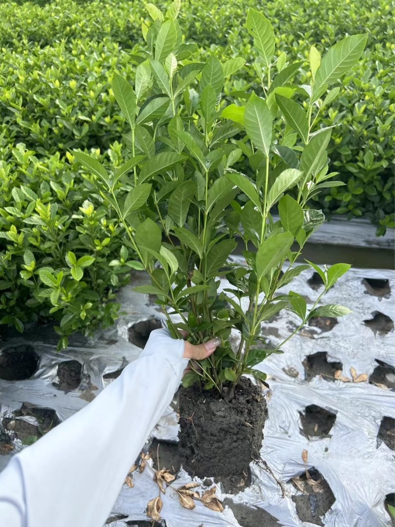 重庆大叶栀子花批发重庆苗木基地供应各类规格大叶栀子花