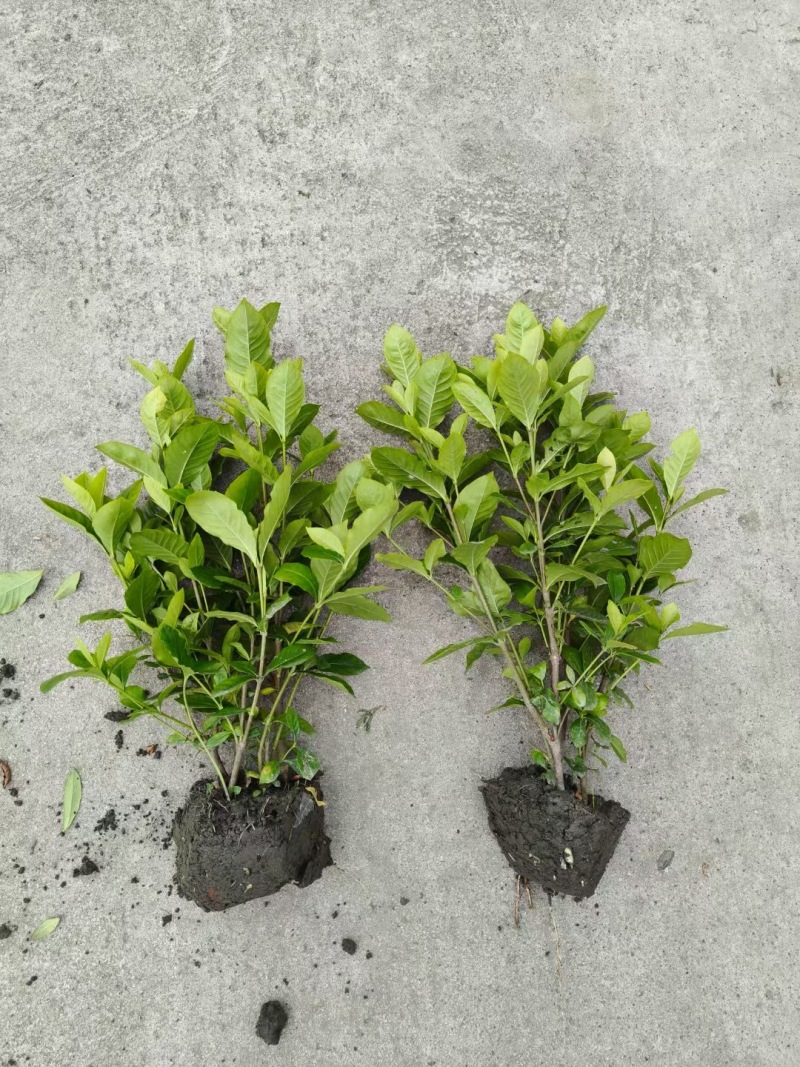 重庆大叶栀子花批发重庆苗木基地供应各类规格大叶栀子花