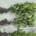 重庆大叶栀子花批发重庆苗木基地供应各类规格大叶栀子花