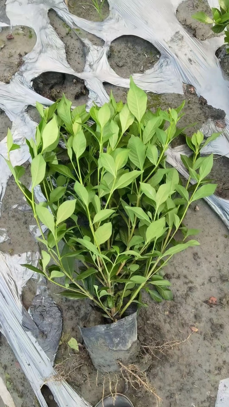 重庆大叶栀子花批发重庆苗木基地供应各类规格大叶栀子花