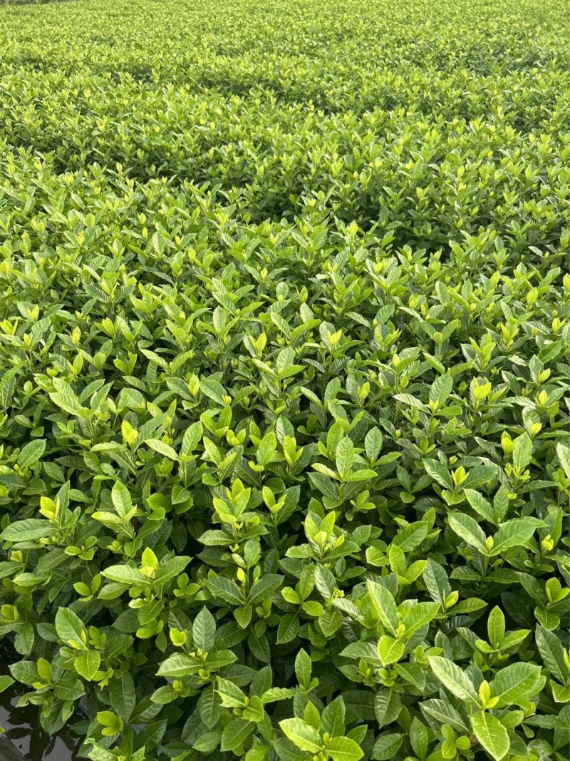 重庆大叶栀子花批发重庆苗木基地供应各类规格大叶栀子花
