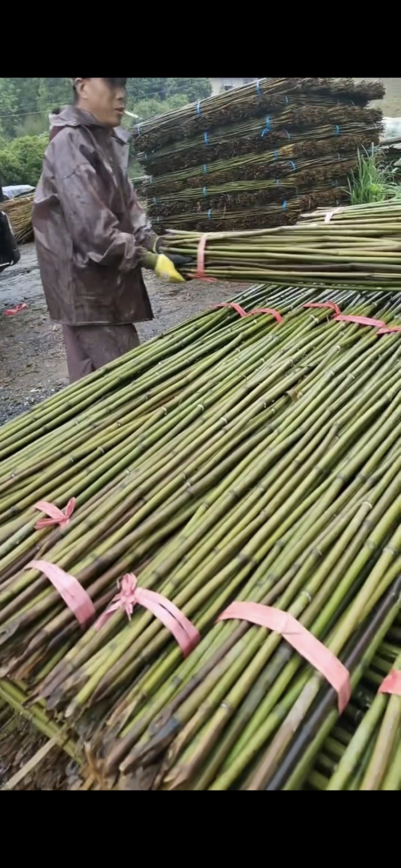 菜架竹竿